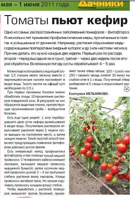 Фитофтора, фитофтороз томатов и картофеля: профилактика и лечение на supersadovnik.ru