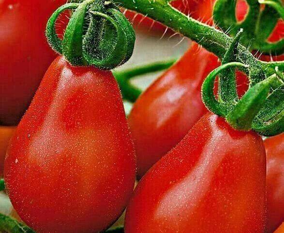 Интересный внешний вид и приятный вкус для ценителей необычных сортов — томат «груша черная»