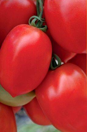 Описание сорта томата каскад — как поднять урожайность
