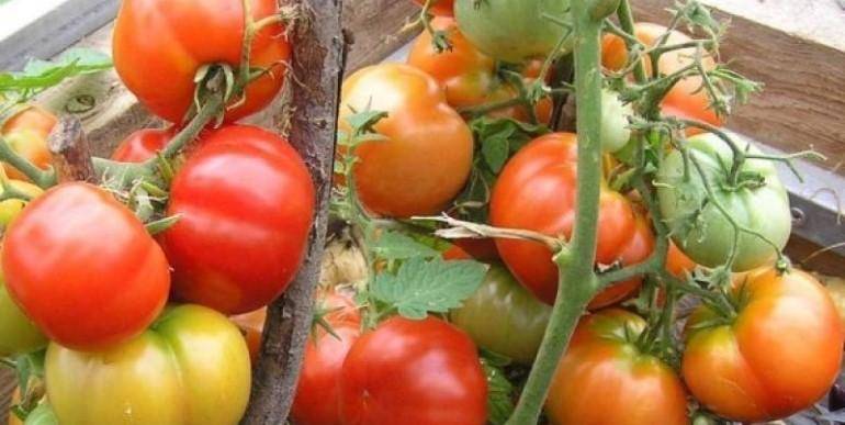Суперскороспелый томат для открытого грунта бони мм