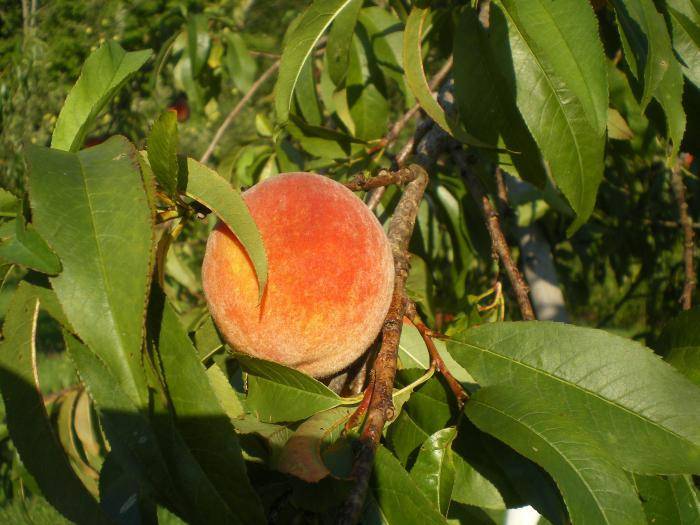 Какие сорта персиков можно выращивать в подмосковье