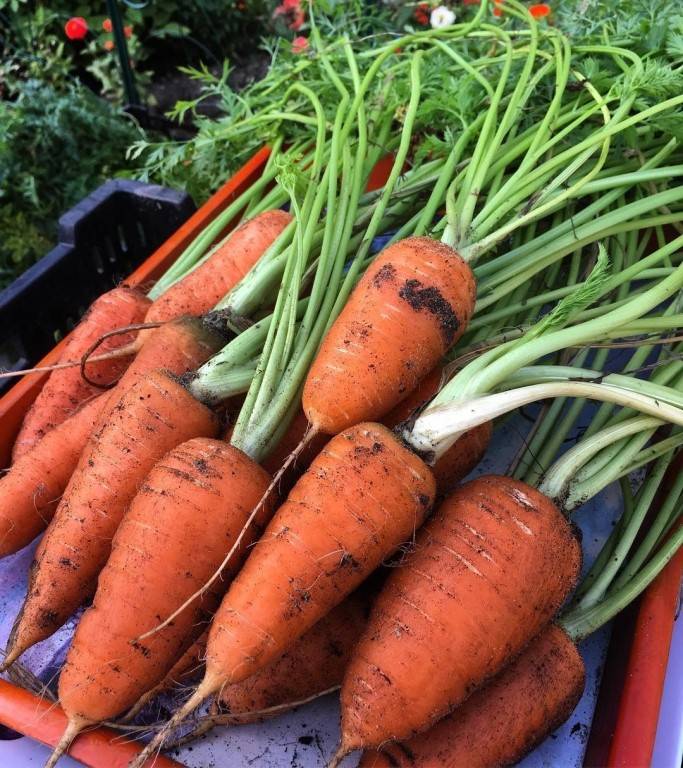 Морковь абако f1: характеристика и описание гибридного сорта с фото