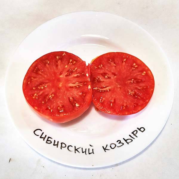 Томат сибирский козырь: описание сорта, отзывы, фото, урожайность