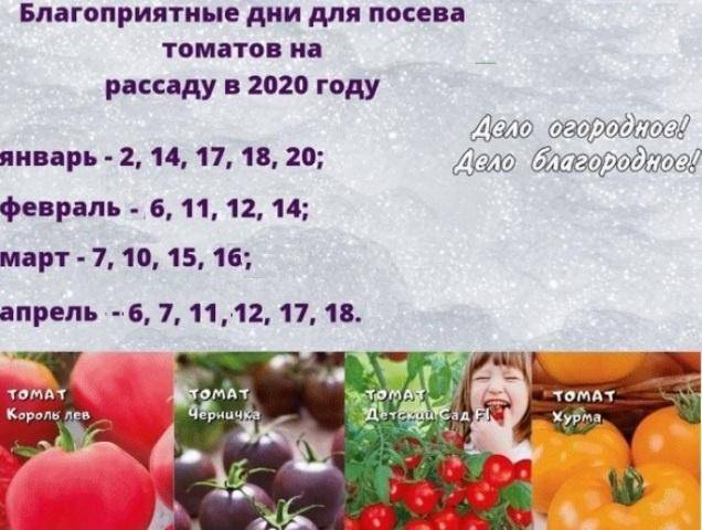 Высадка рассады томатов в июне в 2021 года: когда сажать, благоприятные дни