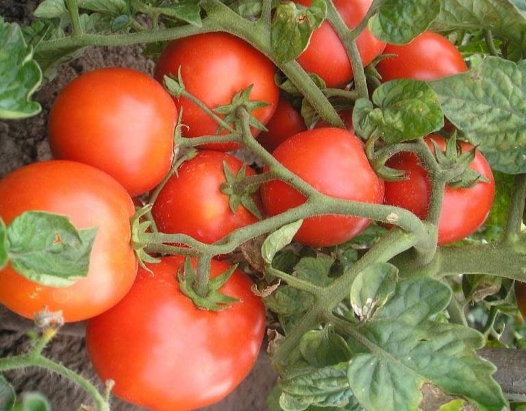 Описание сорта томата санта клаус, выращивание и уход за ним