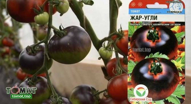 20 лучших сортов томатов, устойчивых к жаре и засухе – фото и названия