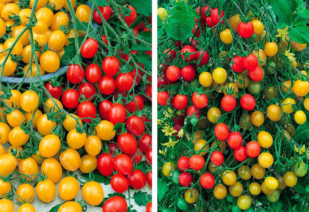 Описание сорта помидора Чили Верде, особенности выращивания и ухода