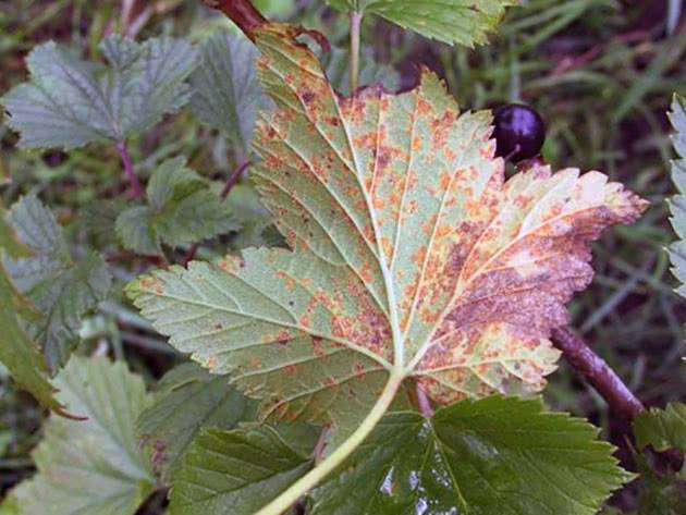 Коричневые пятна на листьях смородины: причины, способы избавления