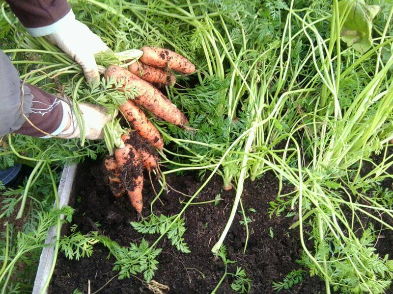 Морковь не взошла: что делать, почему, как ускорить прорастание