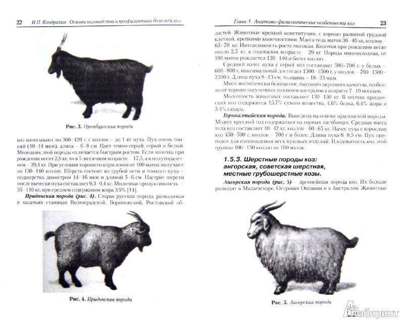 Молочные козы: продуктивность и описание лучших пород