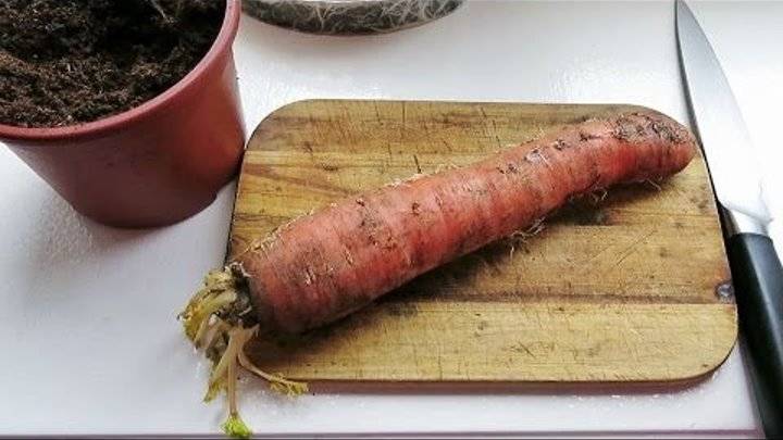 Как вырастить свои семена моркови? | огородник