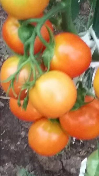 Описание и характеристика сорта томатов “оранж”: отзывы огородников