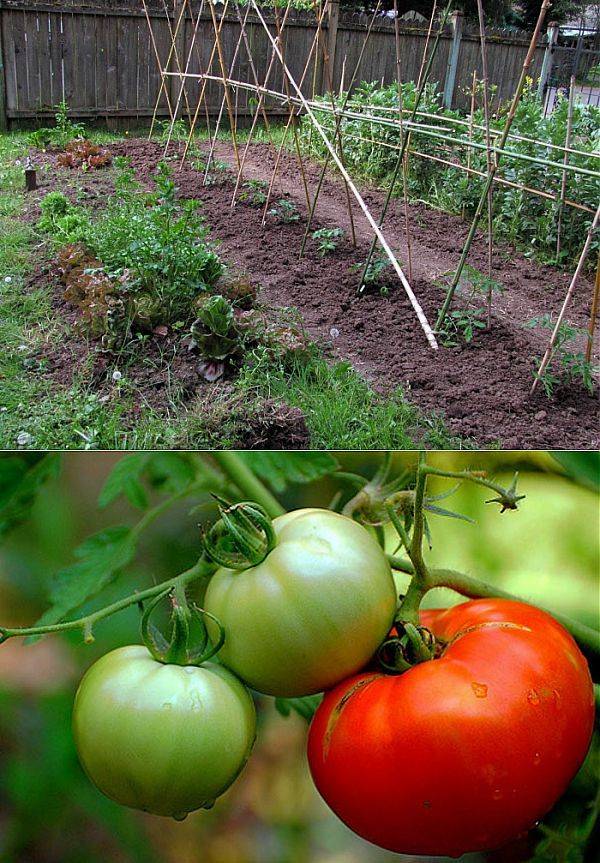 Посадка помидоров в открытый грунт: как сажать, правильный уход