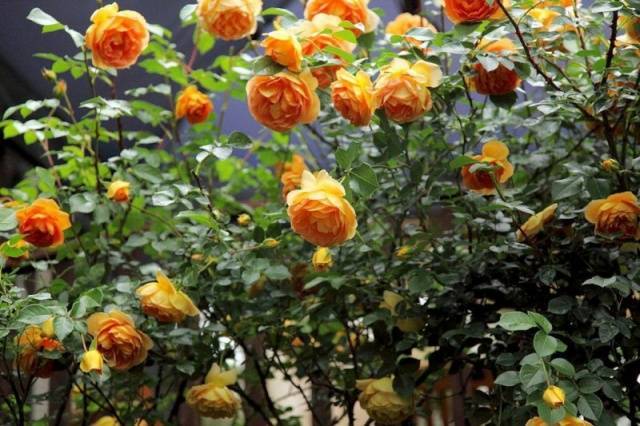 Пионовидные розы: описание сортов и уход