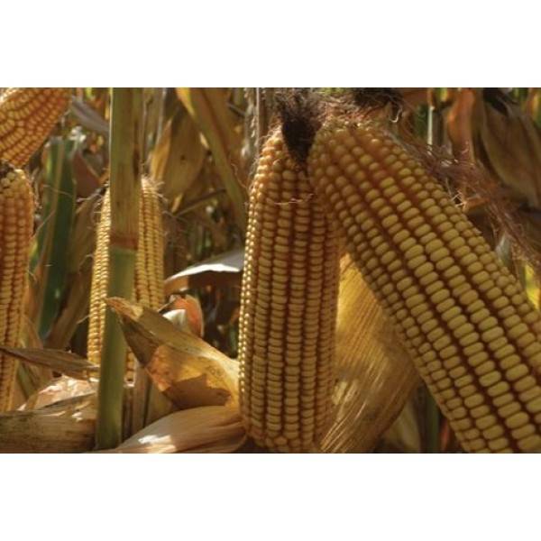 Сорта кукурузы: топ-лучших сортов с их описание и фото