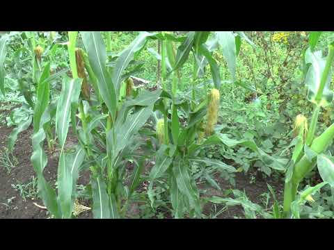 Кукуруза: посадка и уход в открытом грунте — как выращивать кукурузу в открытом грунте — про огород