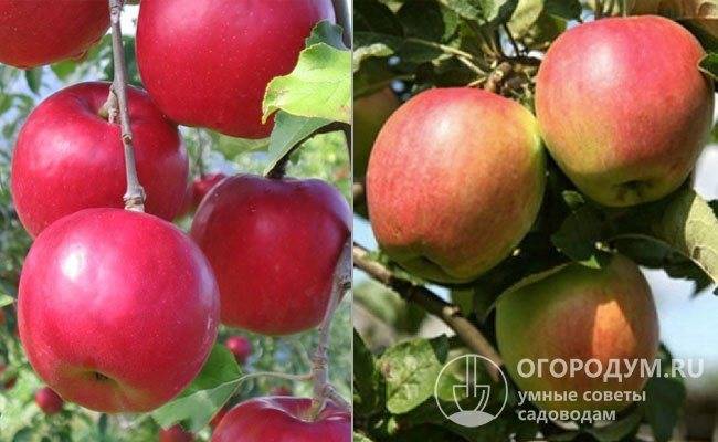 Сорт яблони кандиль орловский — подробные характеристики