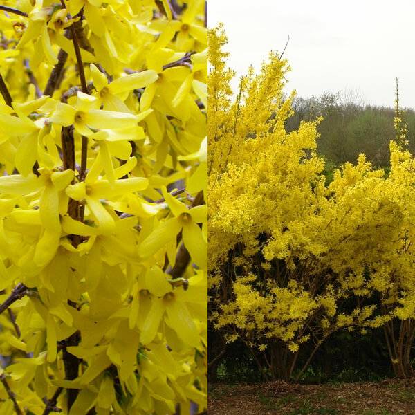 Форзиция – желтое облачко на даче. описание, виды, особенности выращивания
