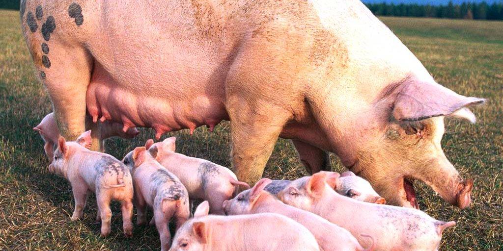 Порода свиней кармал: характеристика, фото и описание поросят