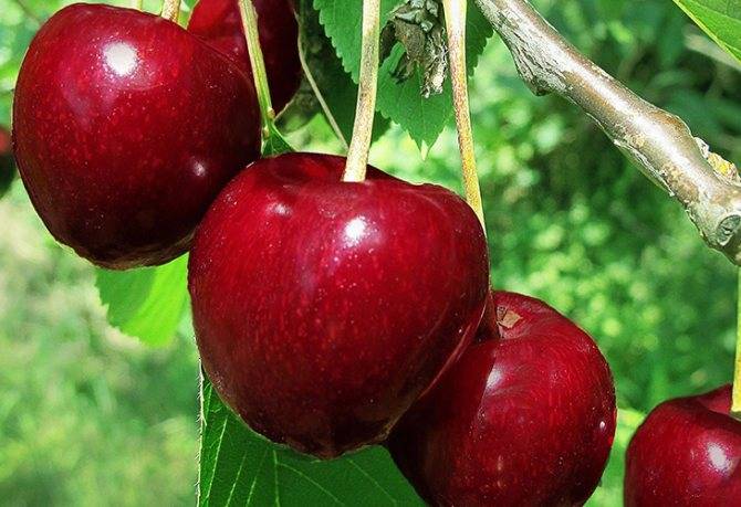 Черешня валерий чкалов: описание сорта и характеристики плодов, выращивание