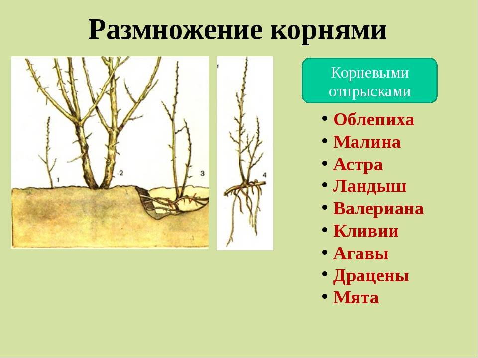 Размножение облепихи в беларуси. вегетативное размножение.