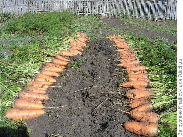 Обработка моркови от сорняков керосином