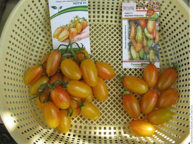 ᐉ томат "дамские пальчики": описание сорта, выращивание, характеристика и фото - orensad198.ru