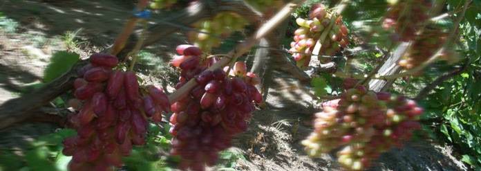Необыкновенный сорт винограда родом из японии