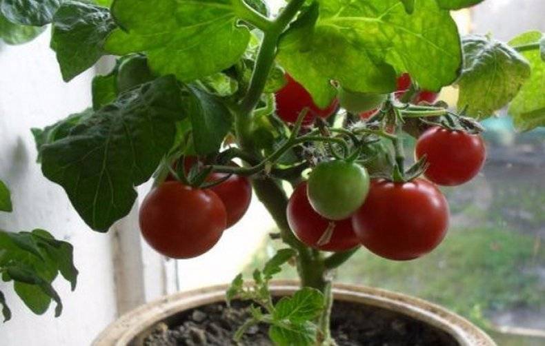 Помидор пиноккио: описание и характеристика сорта, особенности выращивания, ухода за томатами, отзывы, фото