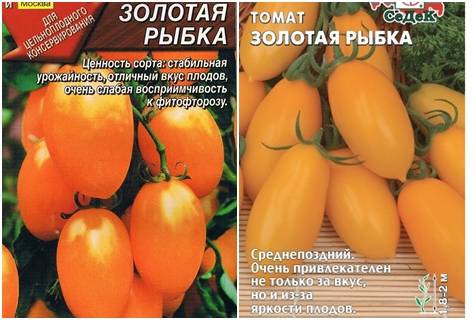 Характеристика и выращивание сорта томатов золотой