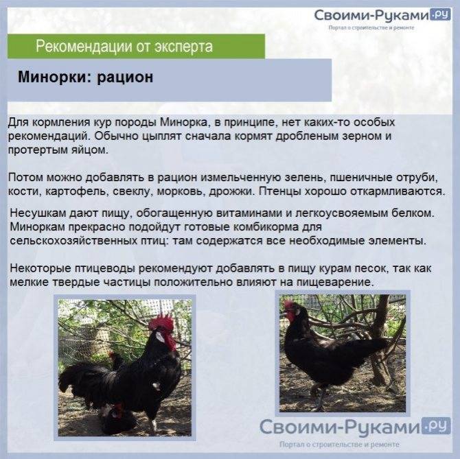 Описание котляревских кур: характеристики и преимущества породы, условия содержания птицы