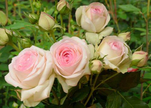 Нежное очарование вашего сада — роза пьер де ронсар, фото и описание