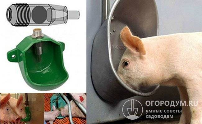 Как сделать кормушку и поилку для свиней