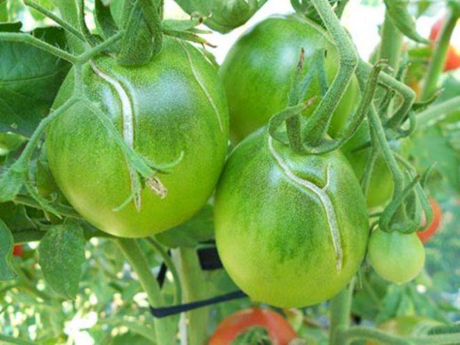 Почему трескаются помидоры в теплице при созревании на кусту
почему трескаются помидоры в теплице при созревании на кусту