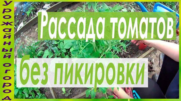 "урожайный огород" татьяна: когда сеять томаты, разные способы с видео