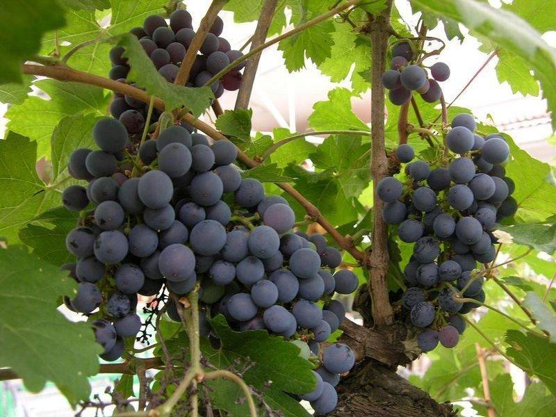 Описание сорта, отзывы и особенности выращивания винограда зилга