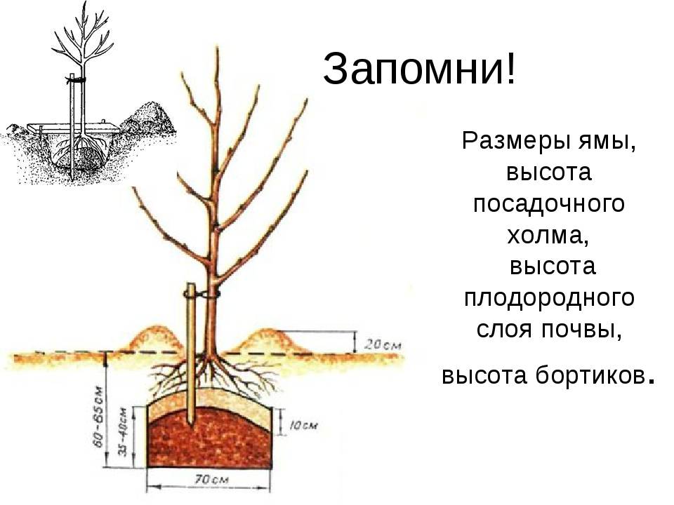Посадка вишни осенью: оптимальные сроки, как правильно посадить дерево и ухаживать за ним после посадки
