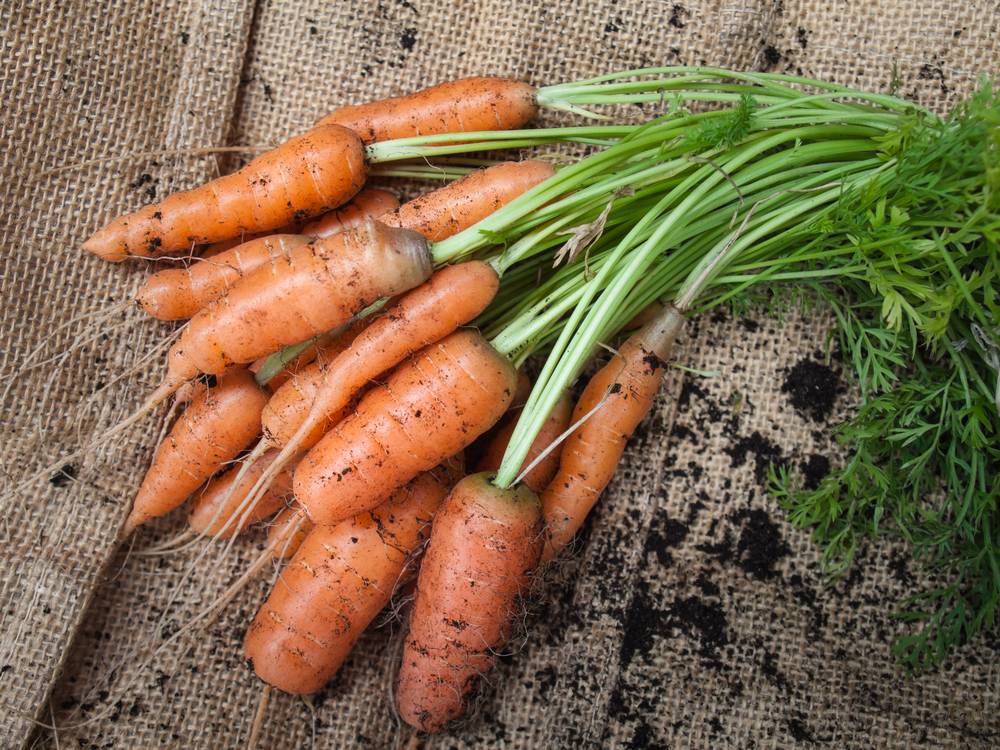 Секреты огородников: как получить семена моркови самостоятельно?