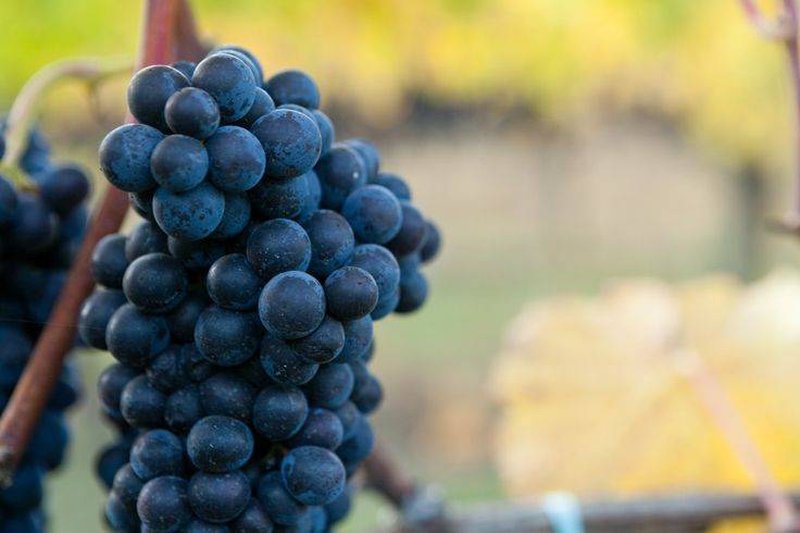 Pinot (пино гриджио, гри, фран, блан) — вино и сорт винограда, описание