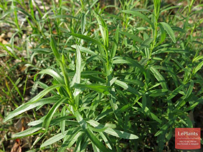 Тархун (трава эстрагон): свойства и применение, польза, противопоказания, состав, названия, как выглядит растение и где растет, чем заменить