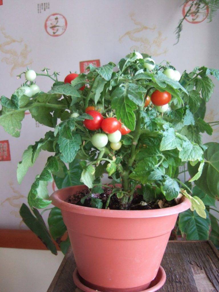 Как вырастить томаты к новогоднему столу