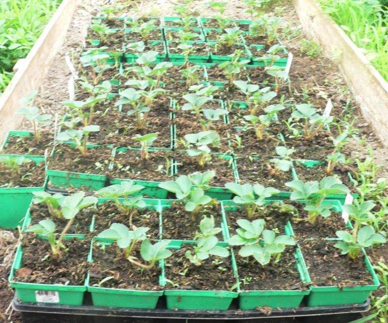 Агротехника выращивания клубники в открытом грунте и теплице