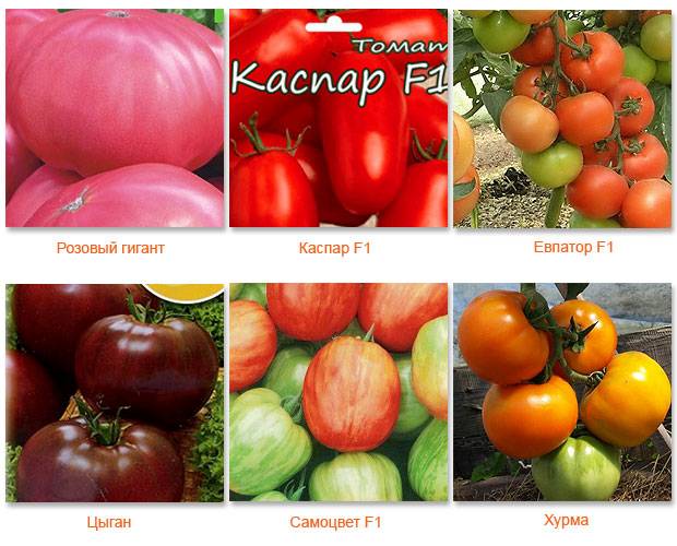 Низкорослые урожайные сорта томатов для севера россии