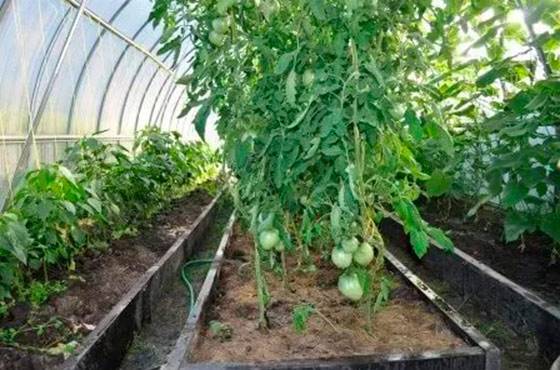 Кабачки в теплице из поликарбоната: выращивание и уход, как поливать и чем подкармливать