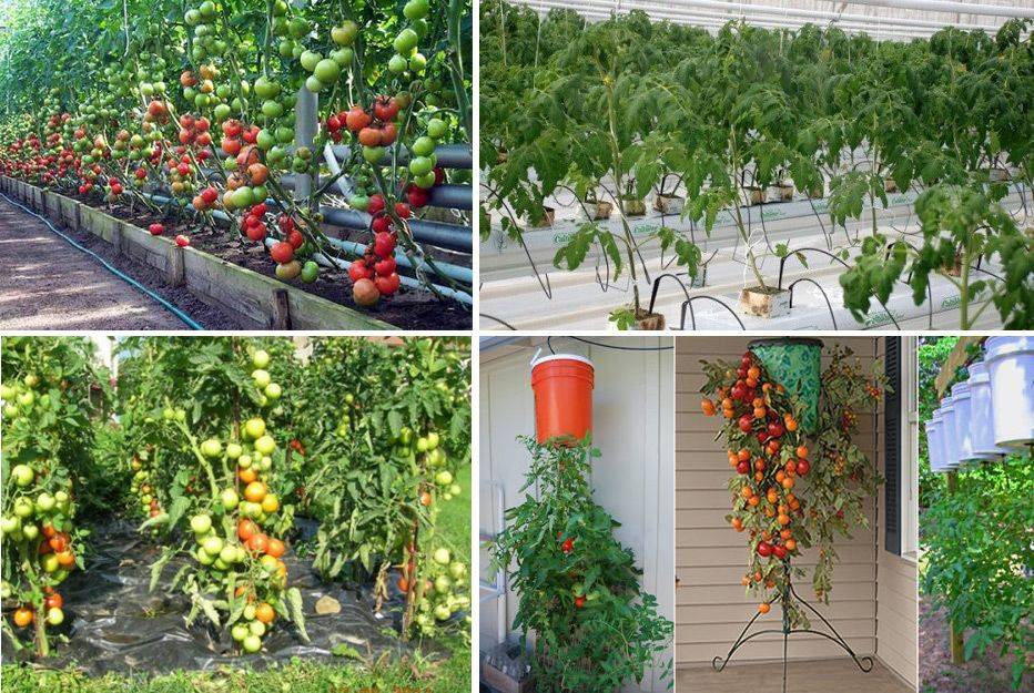 Как вырастить томаты в открытом грунте