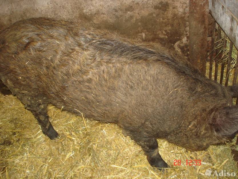 Кармалы (порода свиней): характеристика, отзывы владельцев, кормление поросят и уход