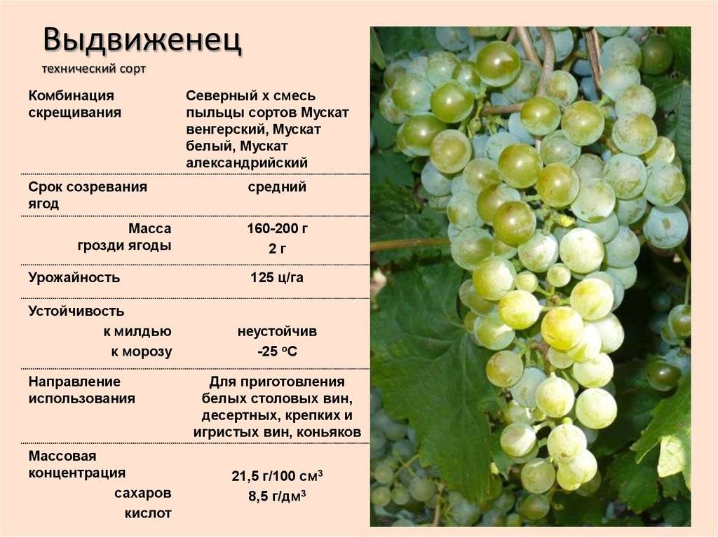Виноград "красотка": описание сорта с фото, особенности ухода.