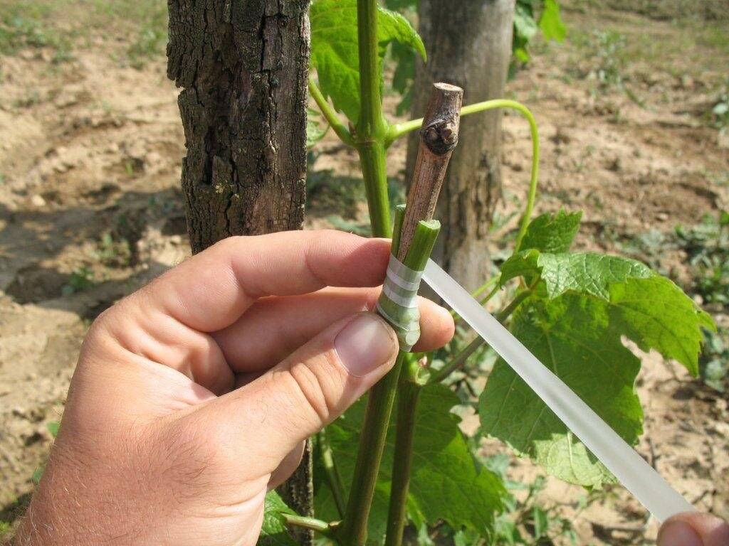 Как размножать виноградный куст методом отводки