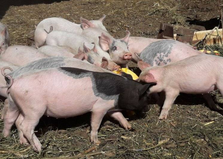 Чем кормить свиней для быстрого. Свиноводство в Башкирии. Кормить поросят. Одиночный откорм свиней.