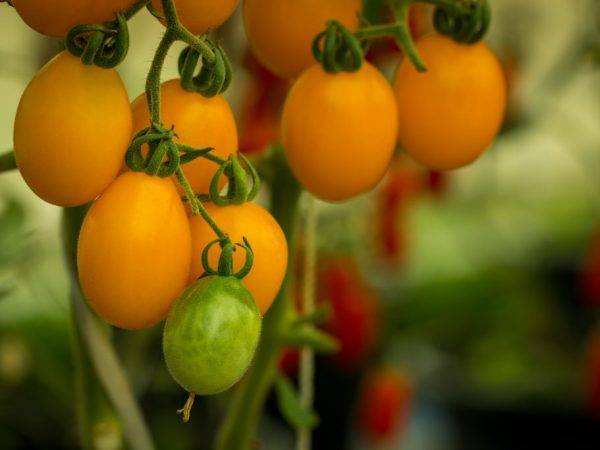 Теплолюбивые ярко-желтые, требующие деликатного ухода — томат медовая конфетка: описание сорта
